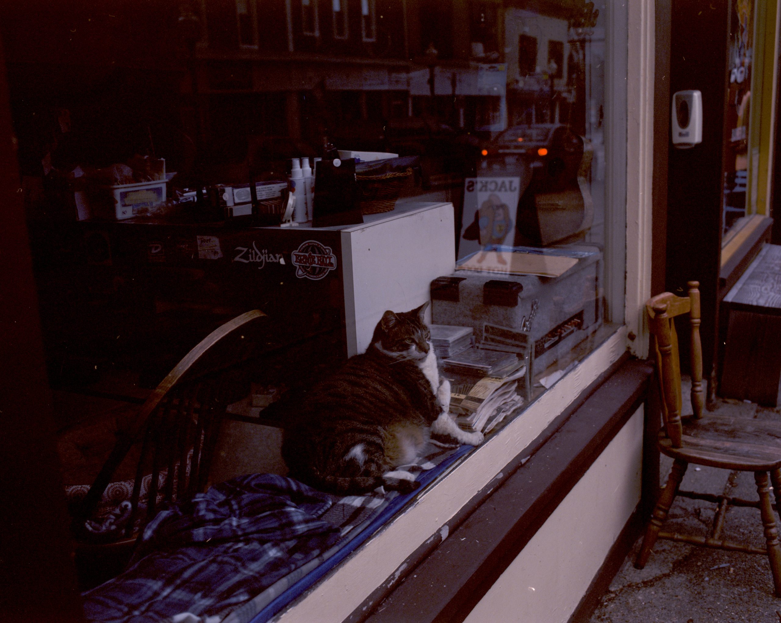 Junk Store Cat, North Adams, MA. 2021